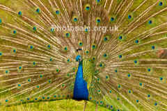 peacock2web.jpg (128570 bytes)
